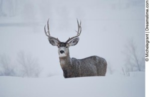 deer_3