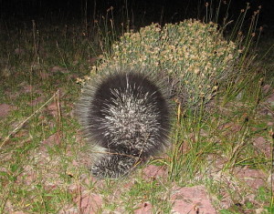 Parting shot: I was walking through a meadow at dark without my flashlight when I noticed a dark form in front of me. Suddenly half split off and ran down the mountain. Stupefied, I dug out my flashlight and found 1 of 2 porcupines nervously turned away from me and showing me its bristly backside. Neat little animals!