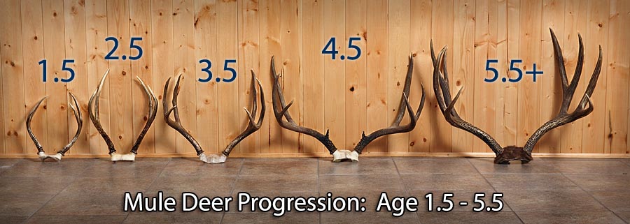 deer tooth aging chart