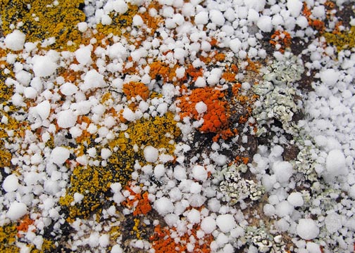 Snow and lichen juxtaposition.