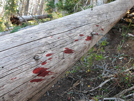 How to Blood Trail Wounded Animals