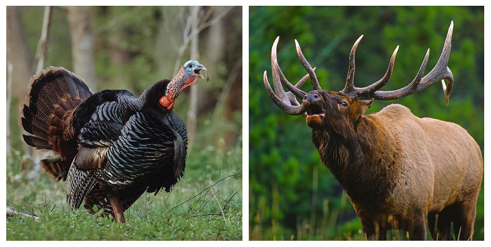 Turkey versus Elk Hunting: Similarities and Differences